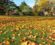 3 Important Fall Lawn Maintenance Tips for a Beautiful Yard this Autumn