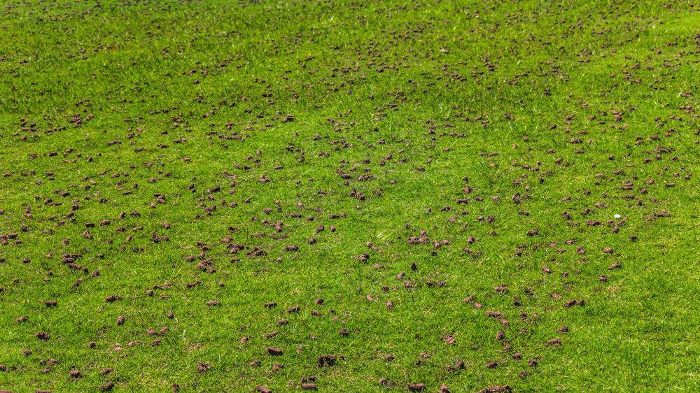 The Battle of the Lawn: Aeration vs Compaction