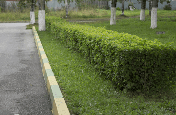 hedges and shrubs trimming