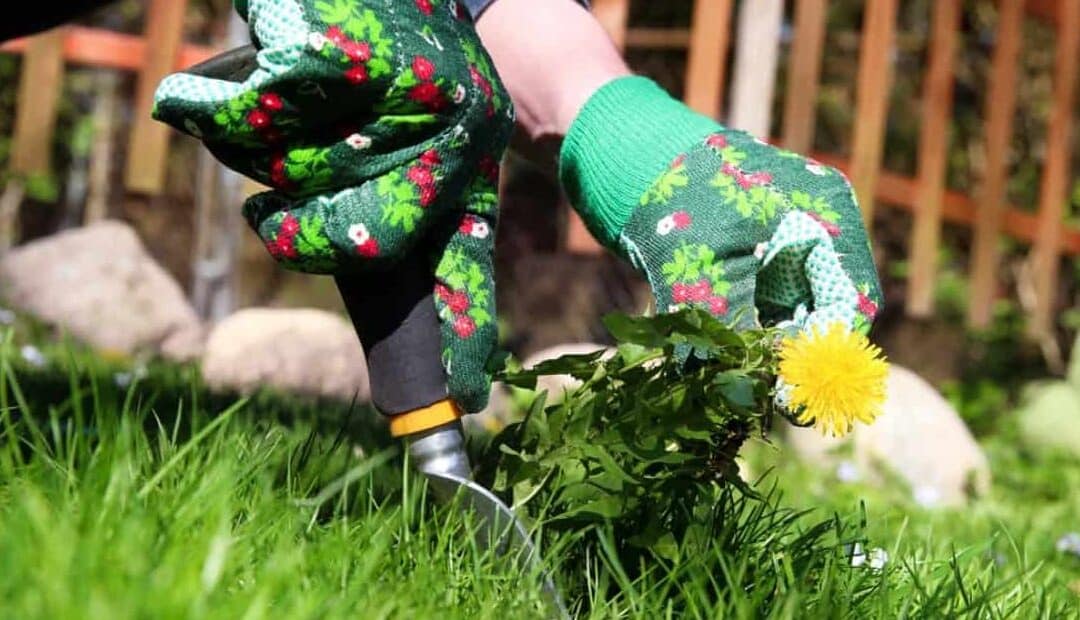 Top 9 Tips to Weed out Weeds