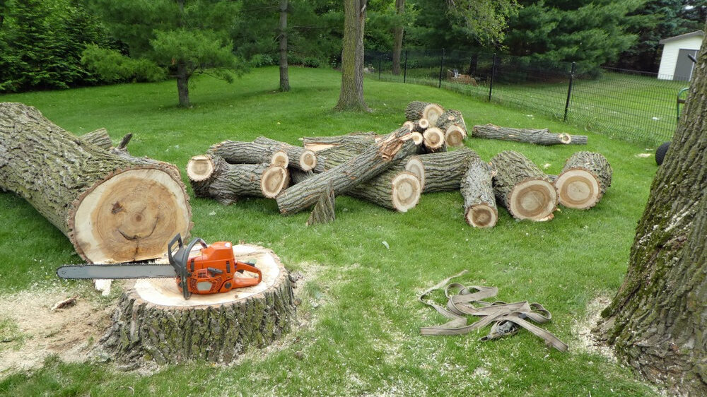 Are You Stumped? Why Stump Grinding Matters This Autumn